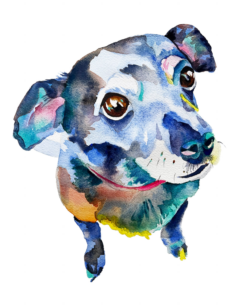 Chihuahua Pet Portrait